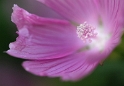 Blume D32_8616 Kopie.jpg   26.04